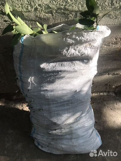 Продам лавровый лист
