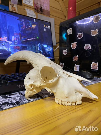 Череп молодой козы