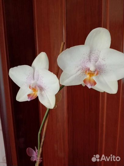 Орхидея фаленопсис
