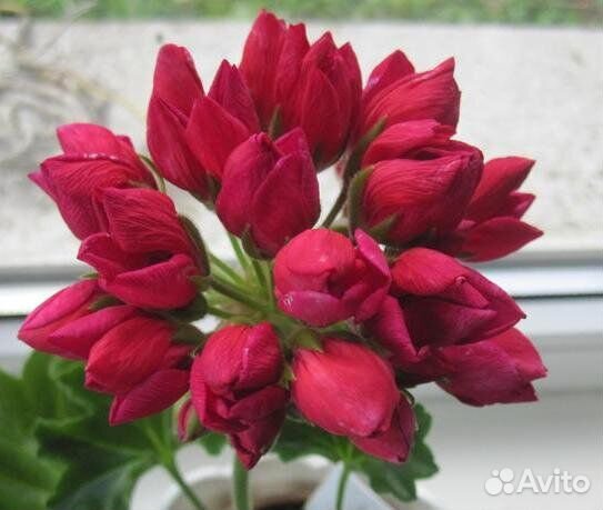 Пеларгония герань тюльпановидная