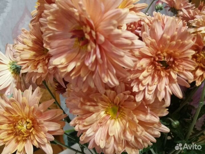 Саженцы хризантем