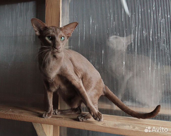 Ориентальная девочка