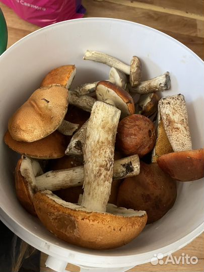 Грибы