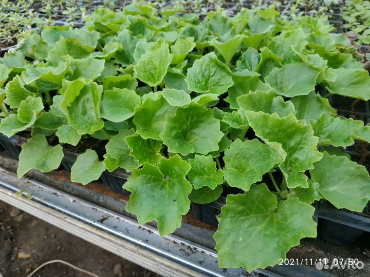 Цинерария рассада цветов петунии виолы бархатцев