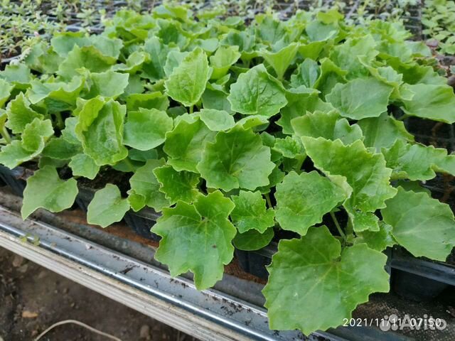 Цинерария рассада цветов петунии виолы бархатцев