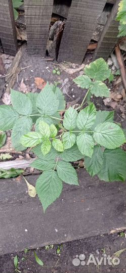 Многолетние дачные растения