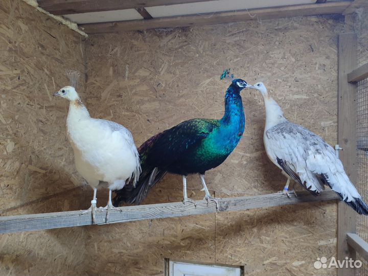 Пава черноплечего павлина