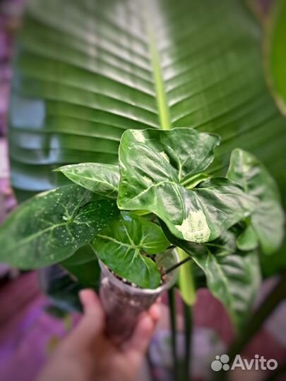 Филодендроны