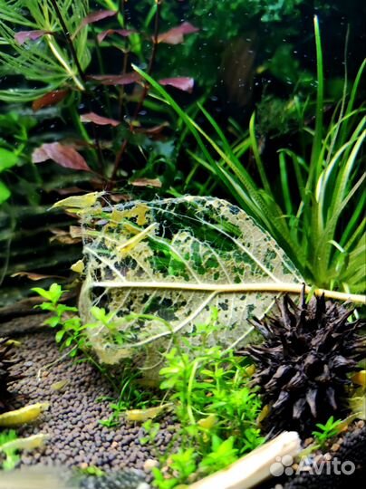 Креветки желтый неон.Хелена.Спикси