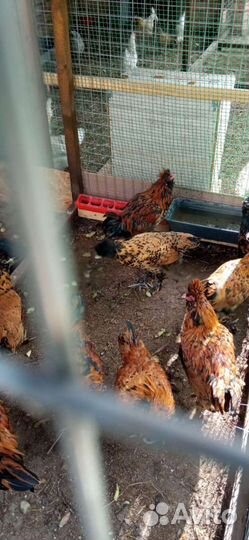 Куры молодки