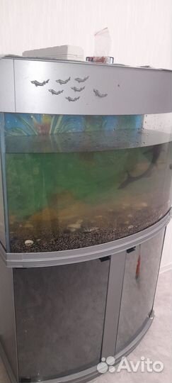 Аквариум