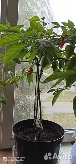 Перец хабанеро