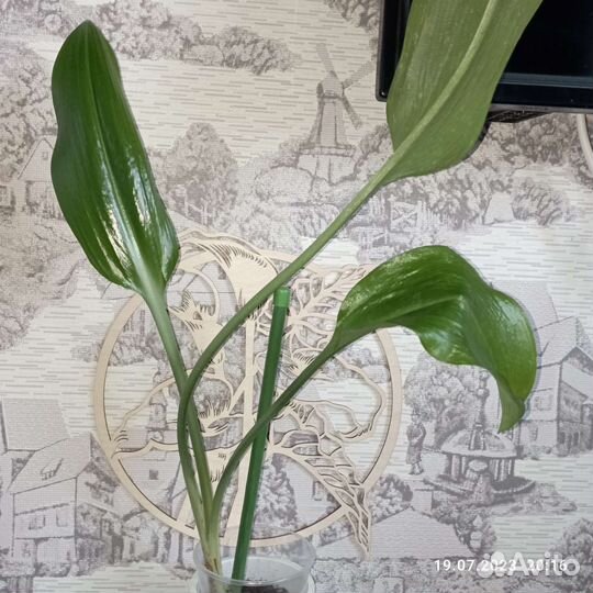 Цветы для уютного дома