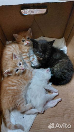 Котята в добрые руки