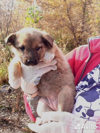 Щенок в добрые руки