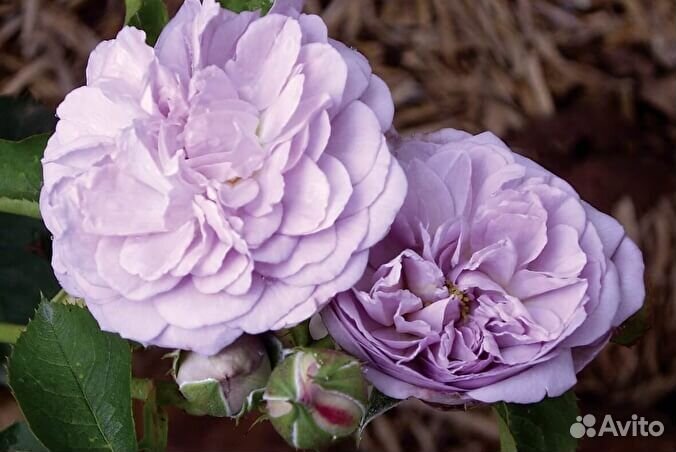 Роза шраб Флоранс де Лятре 4 литра