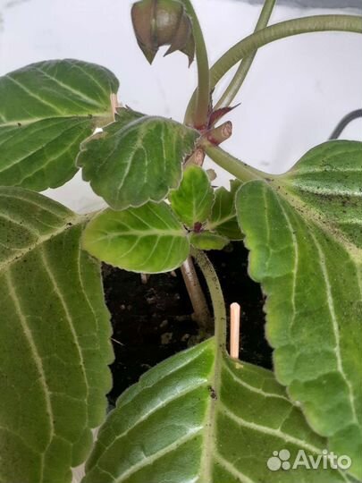 Глоксиния, цветущие, листики