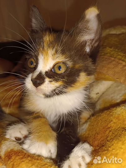 Кошка в дар