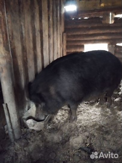 Свиноматки и хряк