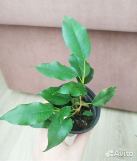 Фикус бенджамина