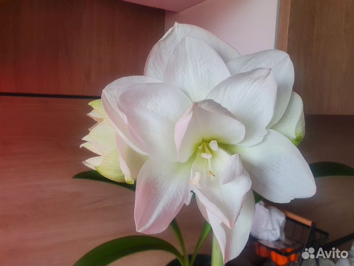 Гиппеаструм амариллис