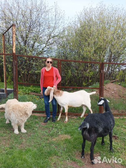 Козлик и козочка