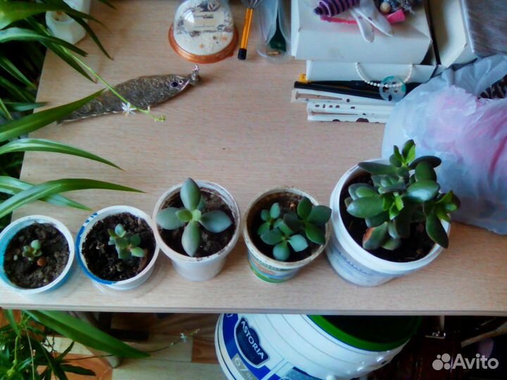 Денежное дерево,толстянка,красула овата + горшочек