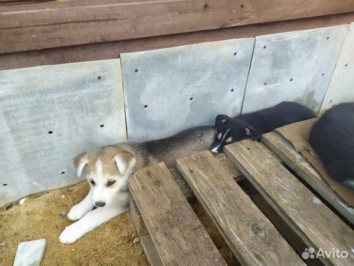 Щенки, 4 девочки, метисы хаски подброшены к приюту