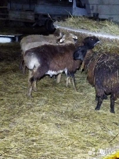 Овцы бараны