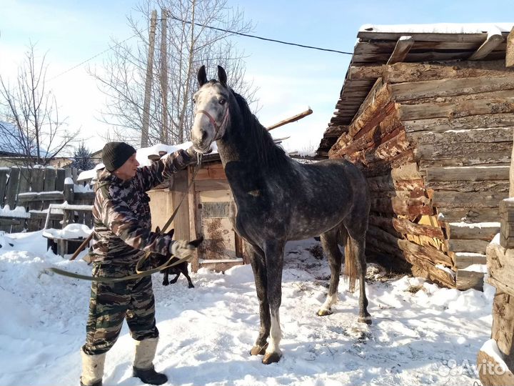 Продам Жеребца в холке 170см