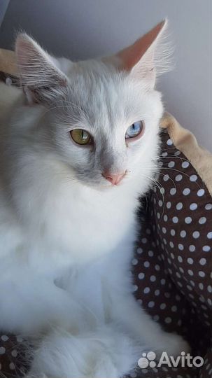 Котики в добрые руки