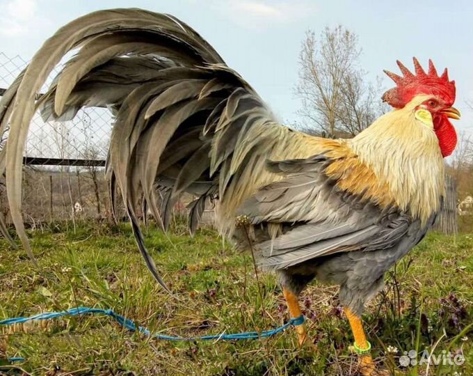 Яйцо форверк леггорн маран