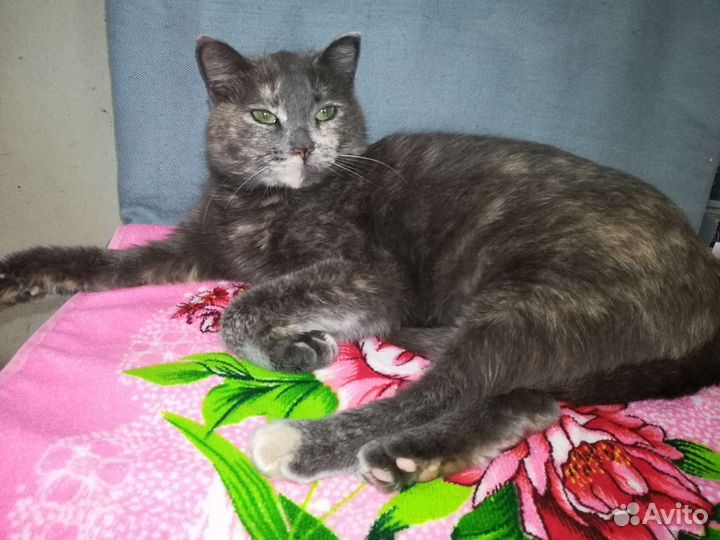 Кошка в самые заботливые руки