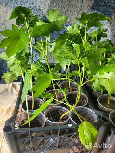 Рассада клещевины