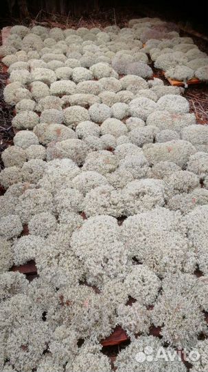 Ягель кормовой