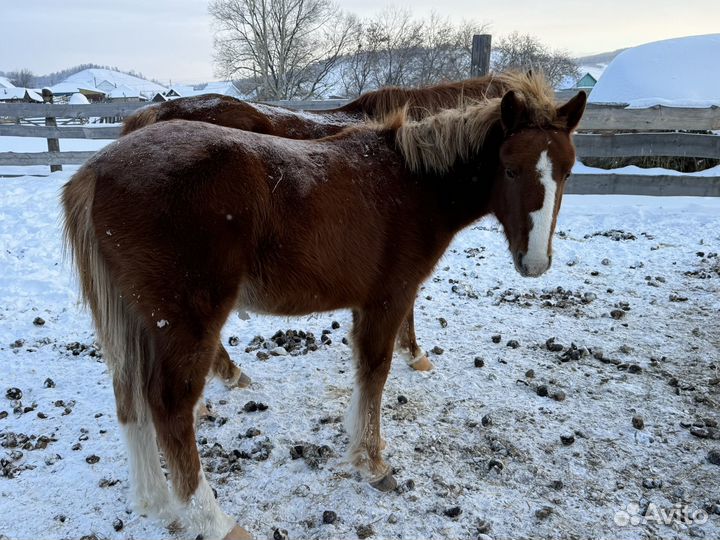 Жеребята 23 года