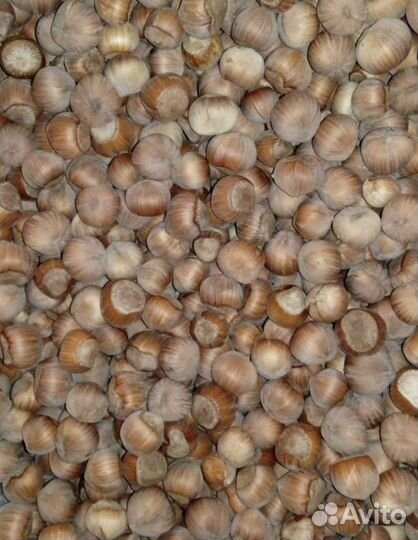 Орех фундук