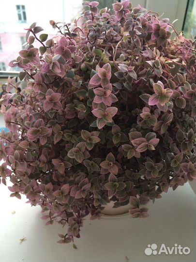 Каллизия розовая пантера