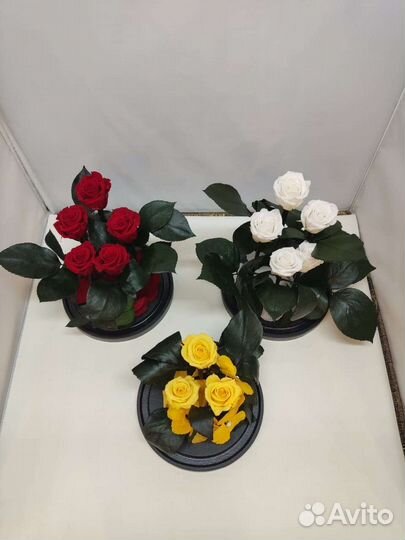 Роза в колбе