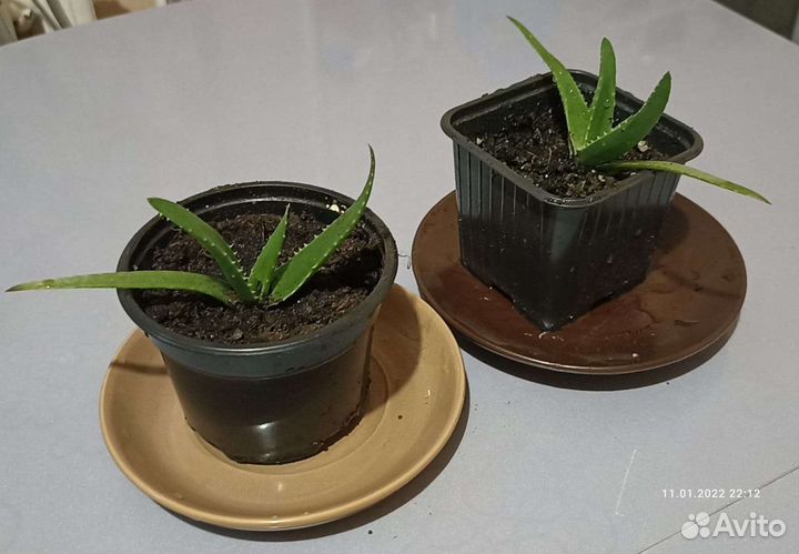 Алоэ столетник