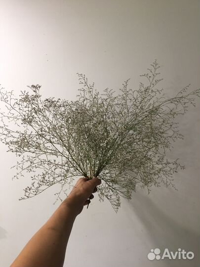 Лимониум сухоцвет