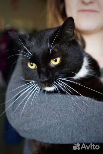 Кошечки и Котики