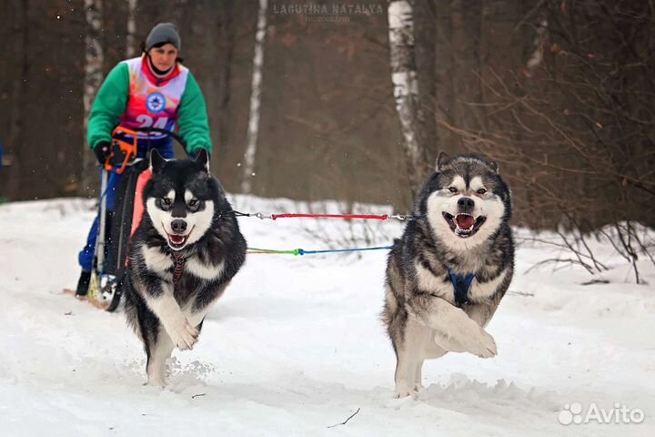 Кобель маламута для вязки