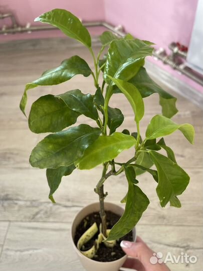 Цитрусы плодоносящие разные