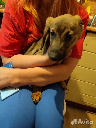 Собака в добрые руки отдам бесплатно