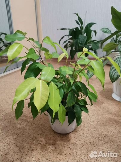 Фикус бенджамина пушистый с горшком