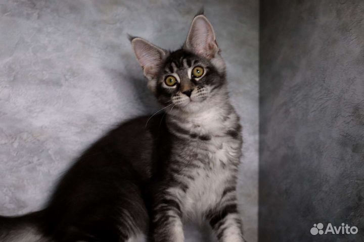 Мейн-кун супер котенок,крупный красивый 3 мес