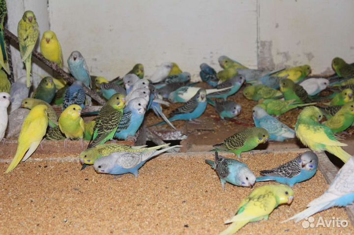 Оптом волнистые попугаи