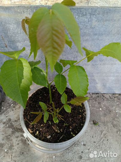 Малина/смородина/орех