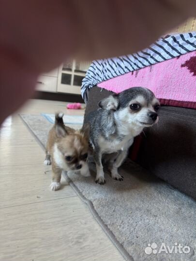 Щенок Чихуахуа